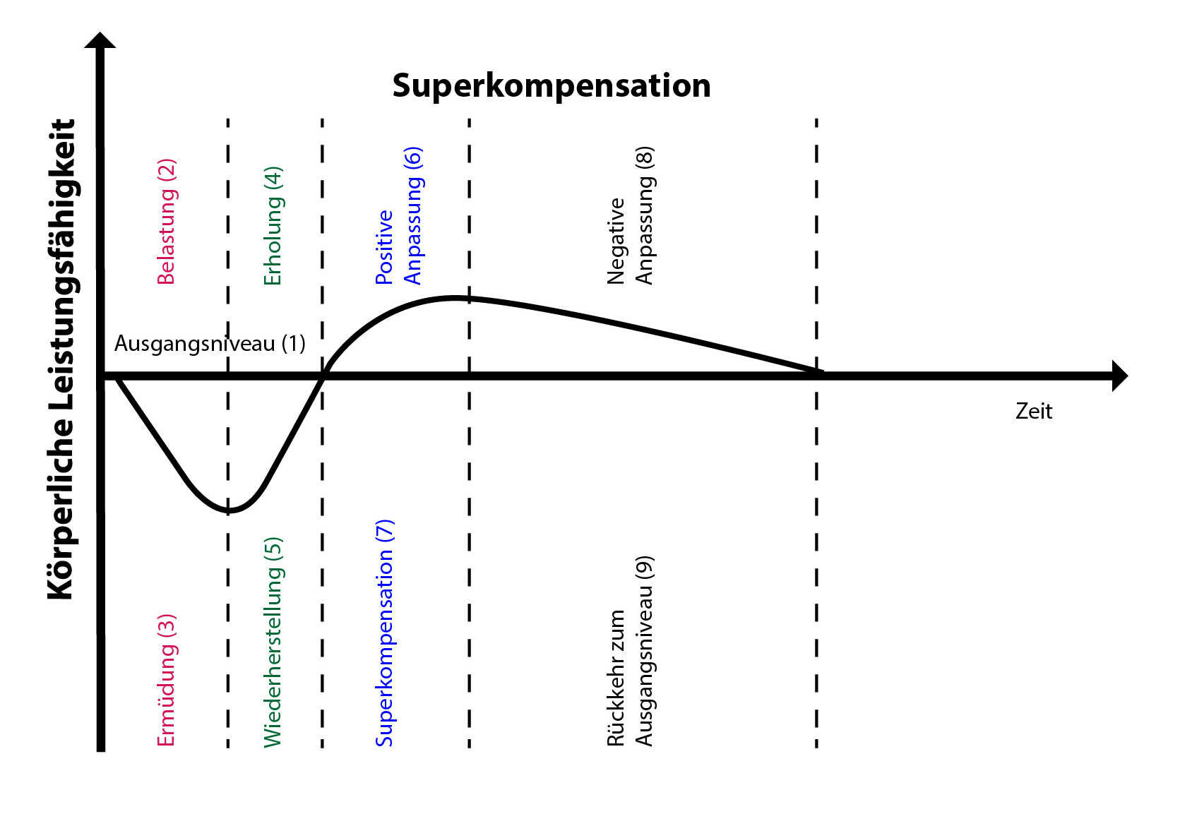 4 Stufen-Modell der Superkompensation